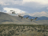 Flock of Sandhill Cranes in Flight over a Hilly Landscape Photographic Print by Marc Moritsch