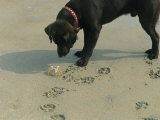 Crab Threatens a Curious Dog on the Beach near Duck Photographie par Stephen Alvarez