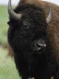 Portrait of an American Bison Photographic Print by Annie Griffiths Belt