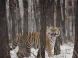 A Gaping Grimace Allows a Siberian Tiger to Take in Scents Photographic Print by Marc Moritsch