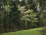 A Woodland View with Meadow and Blooming Trees in Spring Photographic Print by Raymond Gehman