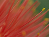 A Close View of a Fireball Lily Flower Photographic Print by Chris Johns