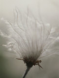 Close View of a Feathery Seed Pod Photographic Print by Michael Melford