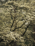 Delicate White Blossoms Fill a Dogwood Tree in the Spring Photographic Print by Raymond Gehman