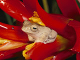 A Tree Frog Shelters in a Bromeliad Photographic Print by George Grall
