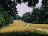 Trail Leading to Turkey Point in Elk Neck State Park Photographic Print by Nadia M. B. Hughes