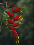 Close View of the Blossoms of a Heliconia Bird of Paradise Plant Impressão fotográfica por Jodi Cobb
