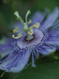 Close View of a Passion Flower on Cumberland Island Photographie par Michael Melford