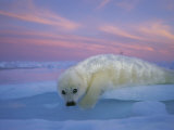 A Whitecoat Harp Seal Rests on the Ice under a Colorful Twilight Sky Photographic Print by Brian J. Skerry