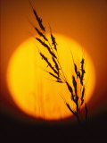 Indian Grass against a Sunset Sky at Audubon Prairie in Minnesota Fotografisk trykk av Annie Griffiths Belt