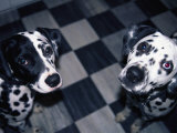 Two Dalmatians Look up from a Black and White Checkered Kitchen Floor Photographic Print by Nadia M. B. Hughes