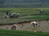Cultivateurs de riz dans leurs rizières, Guangxi, Chine Photographie par Raymond Gehman