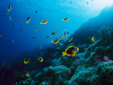Anemonefish on a manra reef Lámina fotográfica por Paul Nicklen Anemonefish on a manra reef Lámina fotográfica por Paul Nicklen
