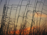 Tall Grasses Blowing in the Wind at Twilight Photographie par Raymond Gehman