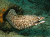 A Spotted Moray Eel Slithers out of His Coral Home Photographic Print by George Grall