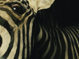 A Zebra Looks Down at the Photographer Photographic Print by Steve Winter