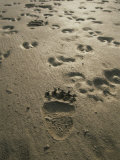 Grizzly Bear and Caribou Tracks, Firth River, Yukon Territory Photographic Print by Michael Melford