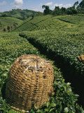 Tea Plantations Covering the Hills Near Mount Kenya Photographic Print by Michael S. Lewis