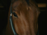 Close View of the Head of a Bay Horse Lámina fotográfica por Stacy Gold Close View of the Head of a Bay Horse Lámina fotográfica por Stacy Gold