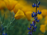 Close View of Mexican Poppies and Other Wildflowers Photographic Print by Annie Griffiths Belt