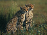 A Portrait of a Pair of Juvenile African Cheetahs Photographie par Chris Johns