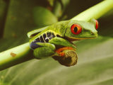 A Red-Eyed Frog Perches on a Stem of a Plant Photographic Print by Steve Winter