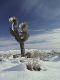 A Rare Snowfall on a Beaked Yucca Plant and the Mojave Desert Photographic Print by Gordon Wiltsie