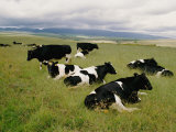 Holstein-Friesian Dairy Cows Photographic Print by George F. Mobley