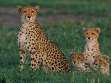 A Portrait of a Female African Cheetah and Her Three Cubs Photographie par Chris Johns