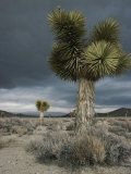 Stormy Clouds Brew over the Mojave Desert and Beaked Yucca Plants Photographie par Gordon Wiltsie