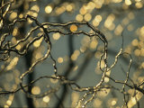 Frozen Twigs of a Corkscrew Willow Sparkle in the Sunlight Photographic Print by Raymond Gehman