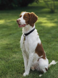 Portrait of a Brittany Spaniel Photographic Print by Paul Damien