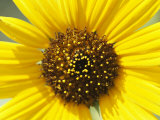 Close View of a Sunflower Photographic Print by Marc Moritsch