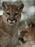 Ten-Month-Old Mountain Lion and its Mother Photographic Print by Jim And Jamie Dutcher