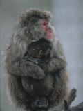A Mother Snow Monkey, or Japanese Macaque, Holds Her Infant Photographic Print by Annie Griffiths Belt