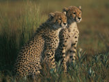 A Portrait of a Pair of Young African Cheetahs Photographic Print by Chris Johns