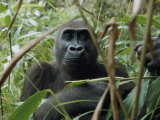 A Once Capitve Gorilla is Now Flourishing One of Gabons New Parks Photographic Print by Michael Nichols