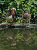 Male and Female Mandarin Ducks on a Log Photographic Print by Tim Laman