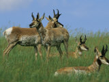 A Group of Pronghorns in Buffalo Gap National Grassland Lámina fotográfica por Annie Griffiths Belt