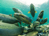 School of Atlantic Salmon Hold in a Clear River Waiting for the Right Time to Spawn Photographie par Paul Nicklen