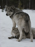 Gray Wolf Stands over a Pack Member Lying in Snow Lámina fotográfica por Jim And Jamie Dutcher