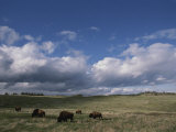Bison Grazing on the Open Prairie in Custer State Park Photographic Print by Annie Griffiths Belt