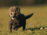 View of a Rare King Cheetah Reprodukcja zdjęcia autor Chris Johns View of a Rare King Cheetah Reprodukcja zdjęcia autor Chris Johns