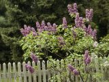 Lilac Blossoming Near a Fence Photographic Print by Anne Keiser