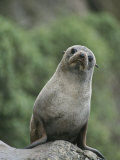 A New Zealand Fur Seal (Arctocephalus Forsteri) Looks Confused Photographic Print by Tom Murphy