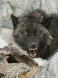 Gray Wolf Growls a Warning as It Feasts on a Deer Photographic Print by Jim And Jamie Dutcher