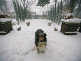 A Forlorn and Snow-Dusted Collie on the Front Porch of a House Photographic Print by Joel Sartore