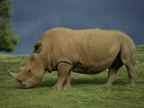 A southern white rhino at the San Diego Wild Animal Park Lámina fotográfica por Michael Nichols A southern white rhino at the San Diego Wild Animal Park Lámina fotográfica por Michael Nichols