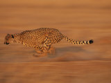 An African cheetah sprints towards its prey Lámina fotográfica por Chris Johns An African cheetah sprints towards its prey Lámina fotográfica por Chris Johns