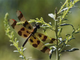 Skimmer Resting on a Weed with Wings Outstretched Photographic Print by Brian Gordon Green